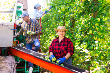 Seniour woman harvesting apples beside crop collecting machine with her co-workers.