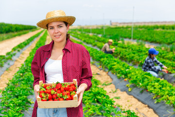 Confident young girl stands on a plantation with a crate of ripe strawberries, showing it off