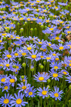 A close-up of the green meadow and lots of blue daisies, season of happiness and flowers