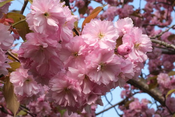 Pink Cherry Blossom. Macro selective focus. Blurred background. Pink sakura blossom petals close up selective focus.