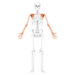 Skeleton upper limb Arms with Shoulder girdle Human front view with two arm poses with transparent bones position. Forearms realistic flat Vector illustration of anatomy isolated on white background