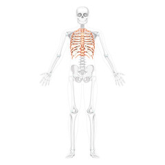 Rib cage Skeleton Human front Anterior ventral view open hands with partly transparent position. Set of realistic flat natural color concept Vector illustration of anatomy isolated on white background
