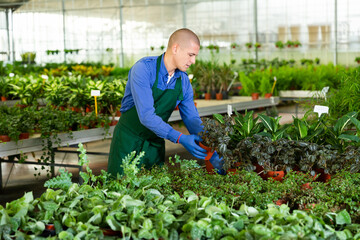 Portrait of man tending and cultivating flowers in glasshouse
