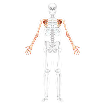 Skeleton upper limb Arms with Shoulder girdle Human front view with two arm poses with transparent bones position. Forearms realistic flat Vector illustration of anatomy isolated on white background