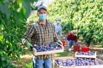 Portrait of a hardworking farmer man in mask standing with crate full of ripe recently harvested plums