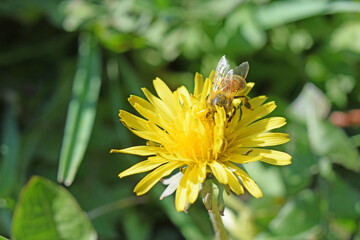 Une abeille butine une fleur de pissenlit.