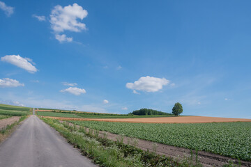 Obraz na płótnie Canvas 夏の畑作地帯を通る道路 