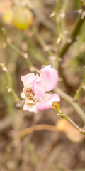 Fototapeta premium ぴんくの花