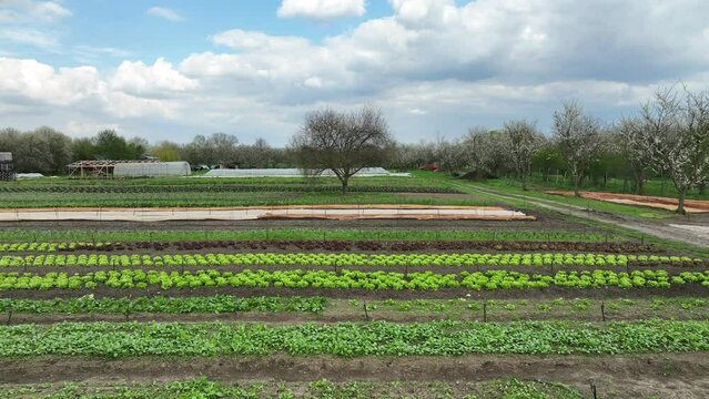 Bio farm farming agricultural garden farmer fruit tree drone aerial leaf lettuce green Lactuca sativa bio farmer farming greenhouse folio and agricultural farm garden fruit harvest leaf Europe
