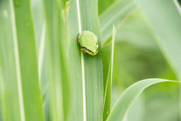 可愛いアマガエル