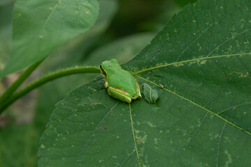 可愛いアマガエル
