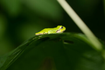 可愛いアマガエル