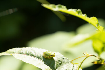 可愛いアマガエル