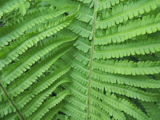 Forest Fern