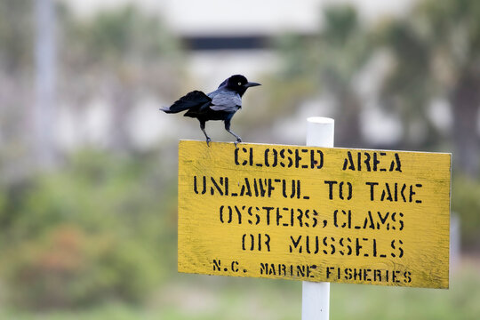 Grackle on a Sign