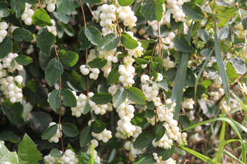 Common snowberry (Symphoricarpos albus) with white berries in garden