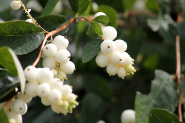 Common snowberry (Symphoricarpos albus) with white berries in garden - 503366507