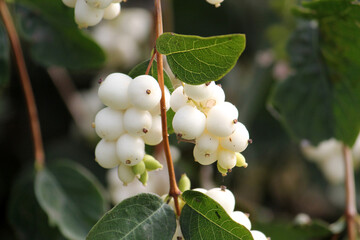 Common snowberry (Symphoricarpos albus) with white berries in garden