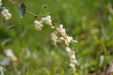 Common snowberry (Symphoricarpos albus) with white berries in garden