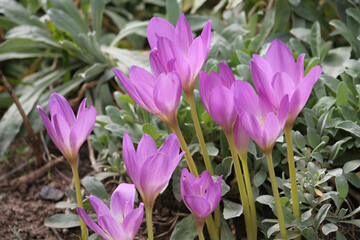Purple flowers of autumn crocus (Colchicum autumnale) in garden