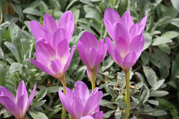 Purple flowers of autumn crocus (Colchicum autumnale) in garden - 503366517