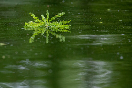 Cypress Leaf in the water
