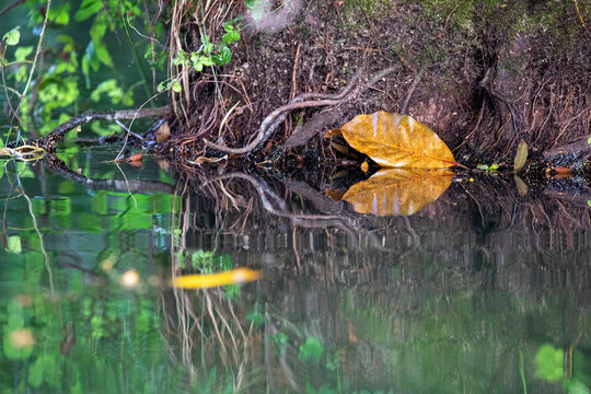 Floating leaf