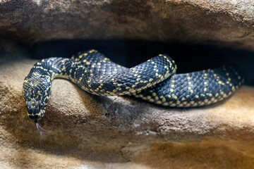 Australian Broad-headed Snake at an Australian Zoo exhibit (Hoplocephalus bungaroides)