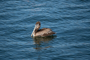 Brown Stork swimming