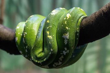 Australian Green Python curled on branch in an Australian Zoo exhibit