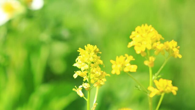 菜の花とミツバチ