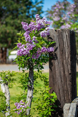 Lilac bush near an old fence post in spring