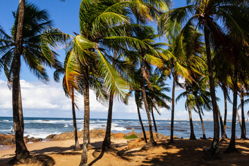 View of coconut trees from Farol Itapuã beach, Salvador Bahia