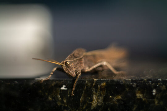 Pequeno grilo marrom.