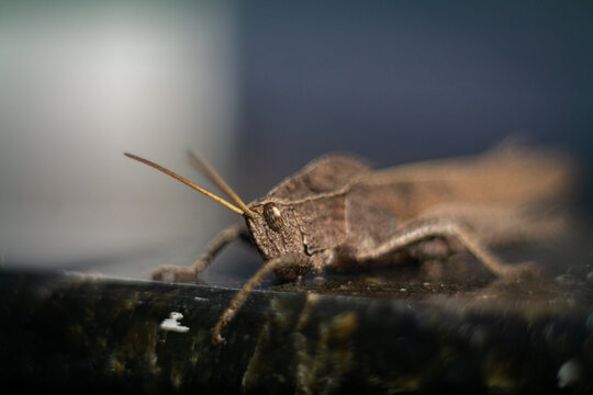 Pequeno grilo marrom.