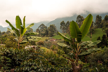 Coffee and banana farm peasant Eje Cafetero Quindio Amernia