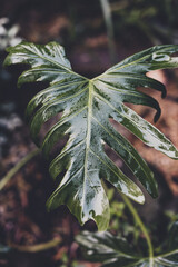philodendron plant covered in raindrops in tropical backyard