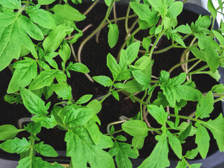 Fototapeta na wymiar Growing green, juicy tomato seedlings in dark soil, top view