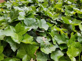 green leaves background