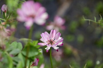 Obraz premium 心和らぐ蓮華の花