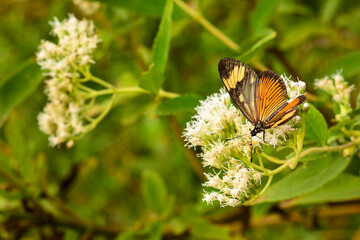 actinote butterfly in the tree