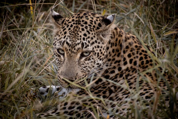 Fototapeta premium close up of leopard