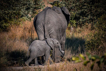 Baby Elephant with Mother