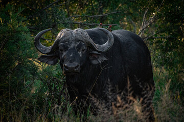 buffalo in the wild