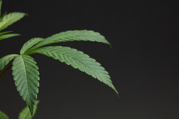 Marijuana leaves, cannabis on a dark background, beautiful background, indoor cultivation
