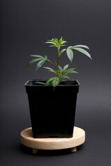Marijuana leaves, cannabis on a dark background, beautiful background, indoor cultivation