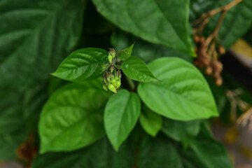 close-up of a green flower
