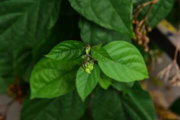 close-up of a green flower

