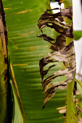 defocused dry green leaves, walpaper