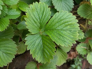 green leaves of strawberry